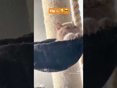 Sweet cat🥰 #shorts #new #viral #cat #exoticshorthair #funnycats #subscribe #funny #video #pets