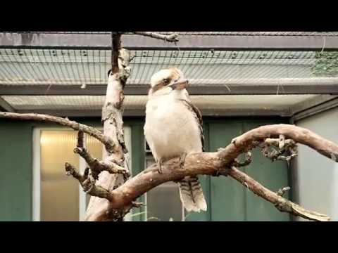 Cute Kookaburra Bird in Stuttgart Zoo Video