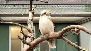 Cute Kookaburra Bird in Stuttgart Zoo