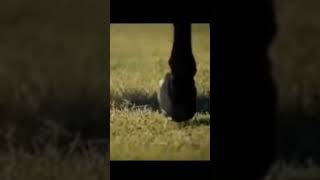 quarter horses  Hit different😍😍
