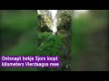 Ontsnapt bokje Sjors loopt kilometers Vierdaagse mee