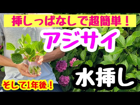 挿し木の成長を促進するアイデアはありますか？柳の水で水をやれますか？  庭園