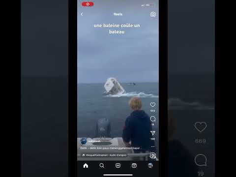 Une baleine coule un bateau