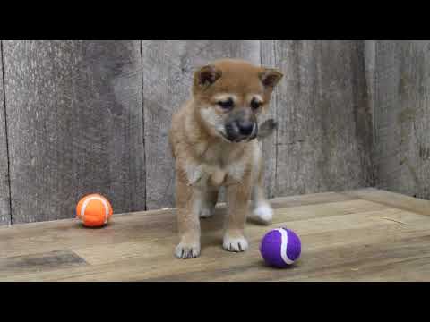 My name is Molly and I am the best! How do I know? Well, just look at me. Aren’t I adorable?