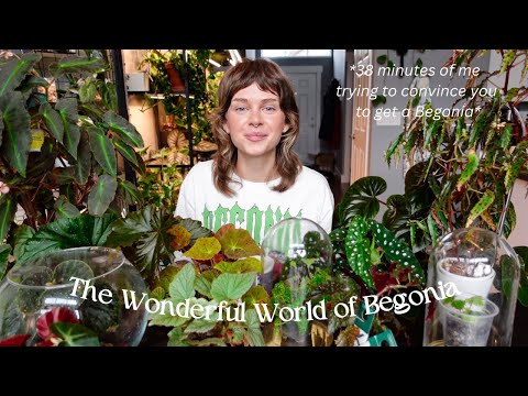 ✨ my entire Begonia collection 🌸  15 species (rare + common, easy + hard to grow varieties)