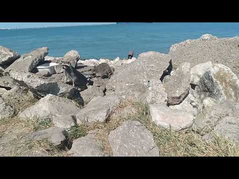 Panorama of Fort San Jacinto Historic Point and Bolivar Roads plus the local raccoon crew