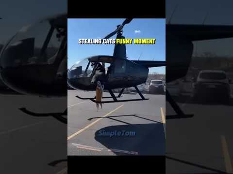 cats stealing moments #trollface #viral #edits