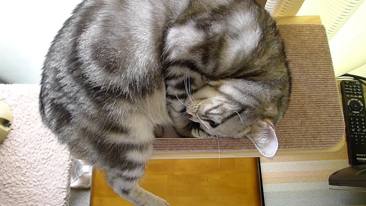 どうしても入りたかった猫