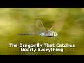 The Dragonfly That Catches Nearly Everything