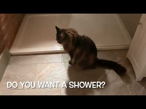Do Maine Coon Cats Talk A Lot?