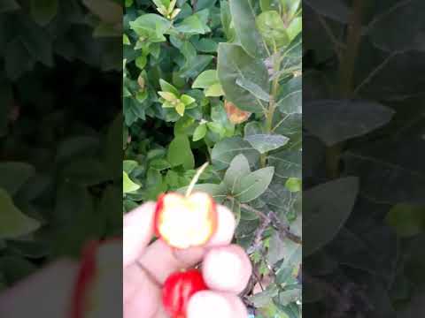 Acerola Barbados Cherry Taste