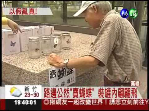 罐裝蝴蝶兜售?! 聲控玩具超逼真