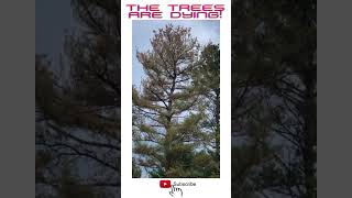 Trees are Dying - Haven’t the trees suffered enough? Pt. 2🌳#shorts #savetheworld