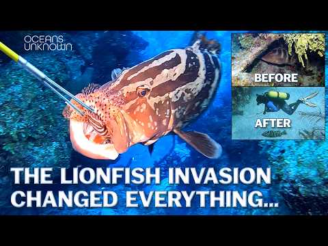 The LONG-TERM Effects of Feeding Lionfish to Sharks and Groupers on the Reefs.