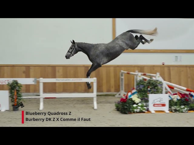 Blueberry Quadross Z