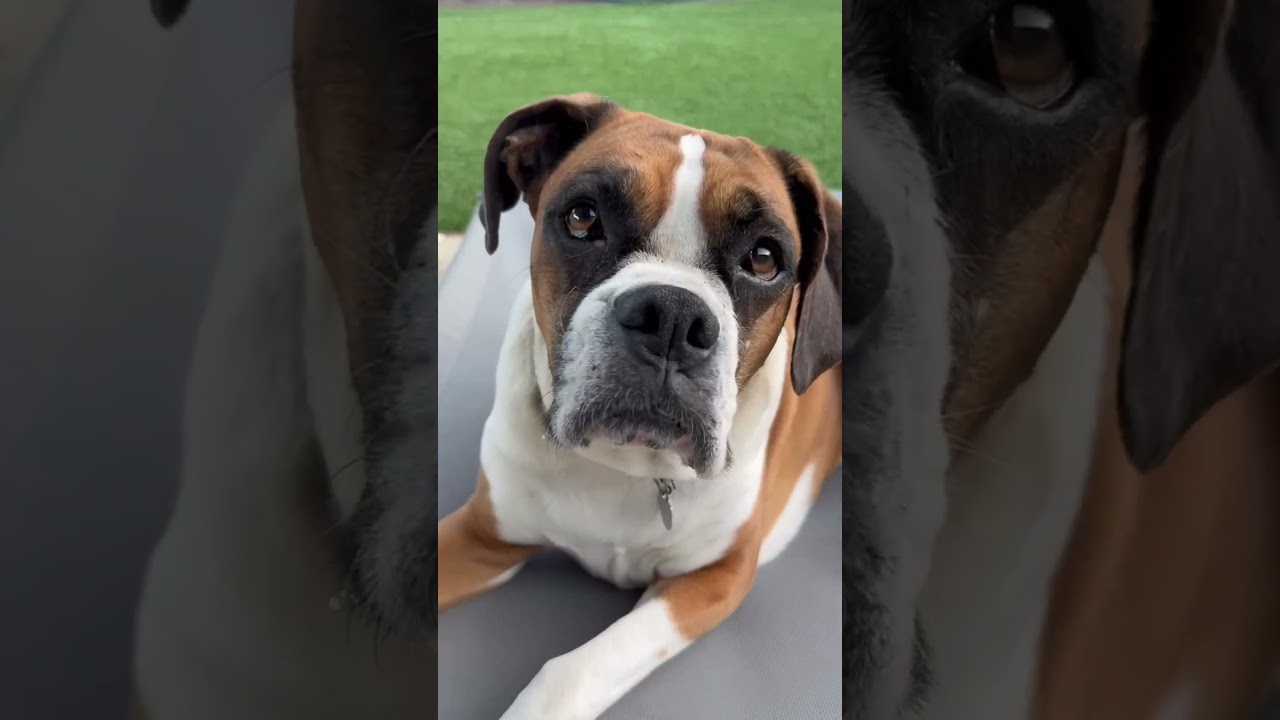 Enlarge Cleo, a Adoptable Boxer in Los Angeles, CA video 5/5