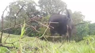 Download lagu Tala dance challenge with carabao mp3 Download lagu Tala dance challenge with carabao mp3