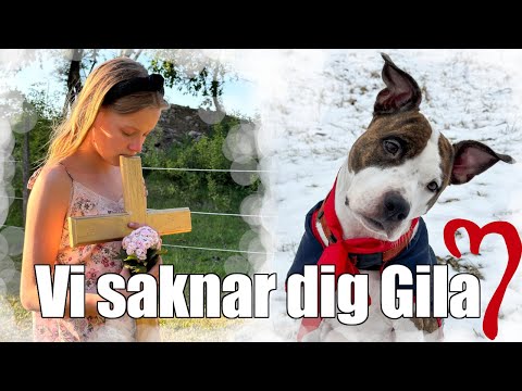 ♥ Vår älskade Gila finns inte mer ♥