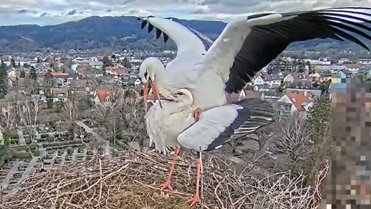 Live from the stork's nest in Kirchzarten, Germany