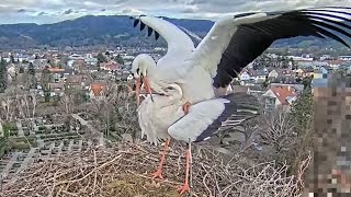 Stork's Nest Kirchzarten