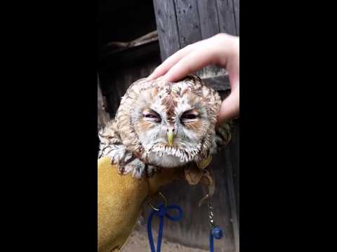 Oscar the Tawny Owl getting tickles