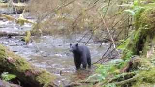 Skinning Out Bear Paws