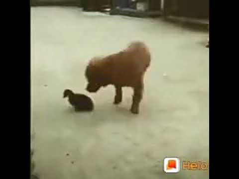 Dog and Duck funny video