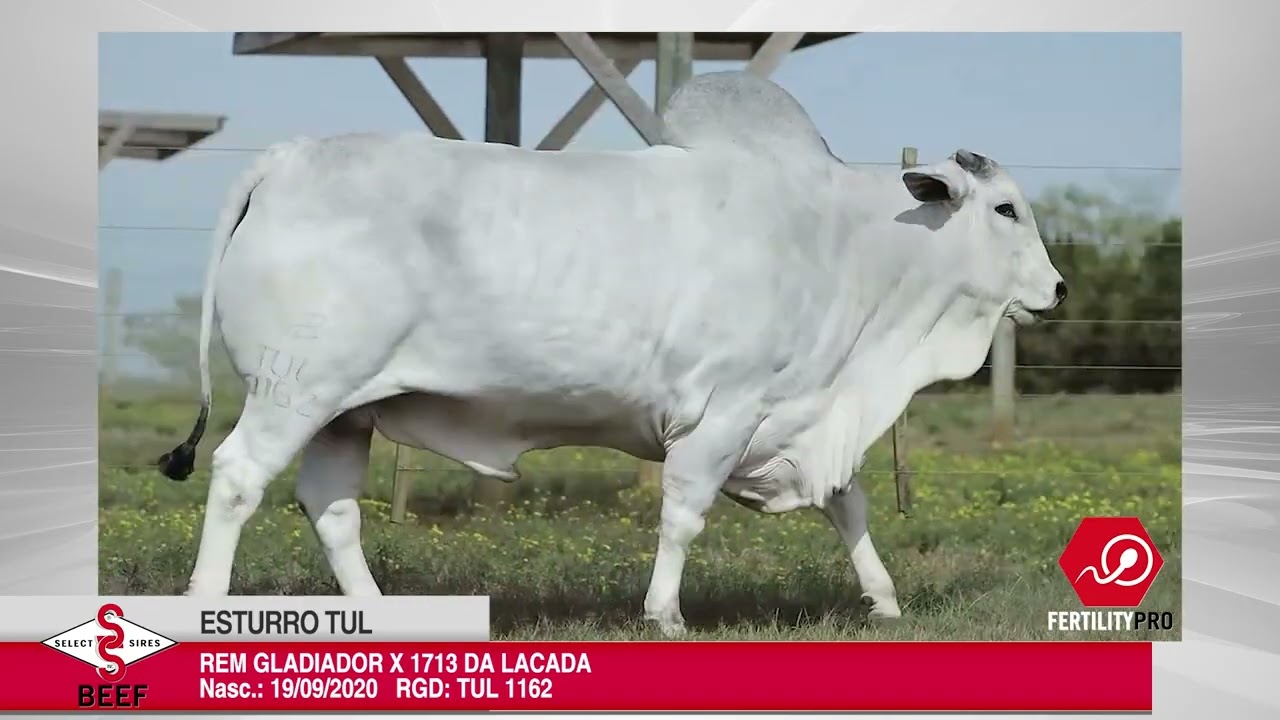 Vídeo ESTURRO TUL