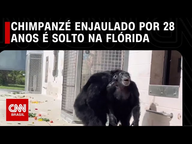 Chimpanzé enjaulado por 28 anos é solto na Flórida | CNN PRIME TIME
