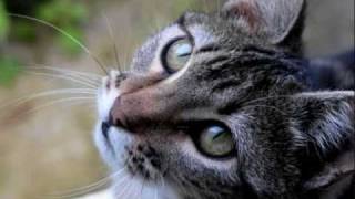 OJOS DE GATA -  Los Secretos [no Joaquín Sabina].wmv