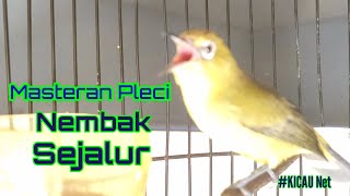 Download lagu Masteran Pleci Dakun Gacor Nembak Sejalur mp3
