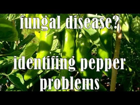 🌶fungal disease?  identifying pepper plant problems #southerncaliforniagardening #gardeningtips