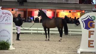 Qantar des Etisses - Salon des Etalons de St-Lô