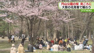 [問卦] 現在北海道的櫻花是不是剛剛盛開而已