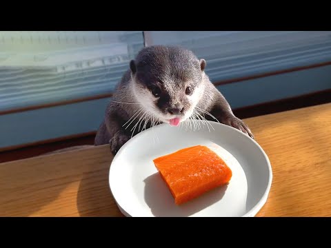 Otter Excited about Salmon Cheat Day! #K03