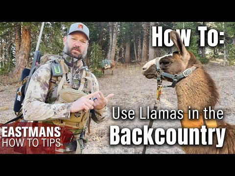 How to Use a Llama for Hunting or Backpacking @wyomingllamas