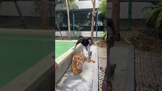 Download lagu #tigersafari #bengkok mp3