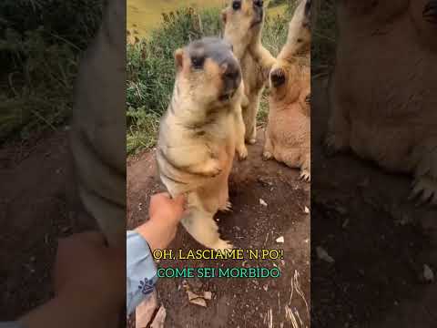 Le marmotte e le mano #shorts