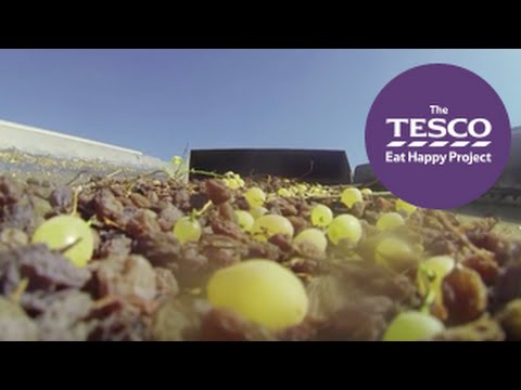 How grapes are dried to become raisins