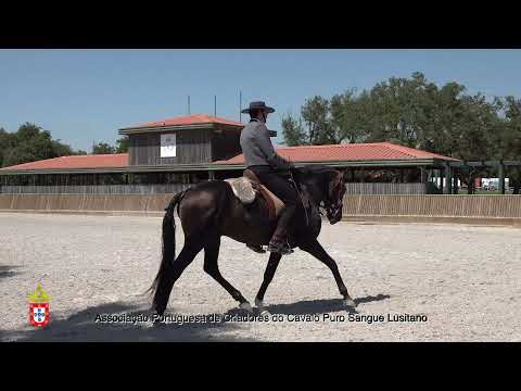 210717 19 Ianjis HP - Aprovação de Garanhões