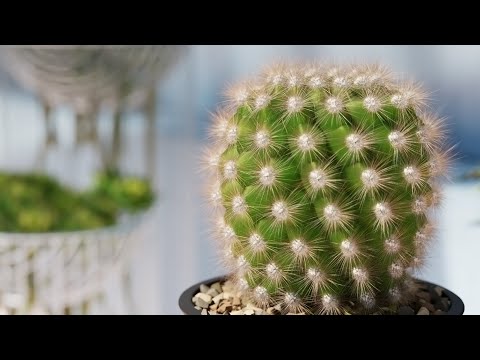 V-Ray for Cinema 4D — How to use V-Ray Fur