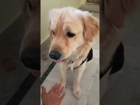 Bruno with Saketh funny#smartboysrikanth#dog #petlover #funnyvideo