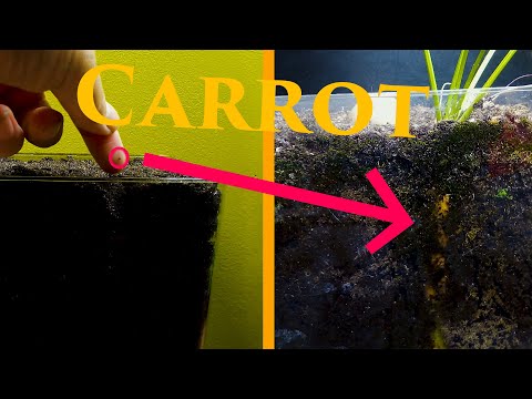 Carrot Time Lapse - 109 Days Seed to Carrot