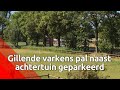 'Het stinkt, rammelt en gaat tekeer', veewagens parkeren pal naast de tuin van Eric en Ellen uit ...