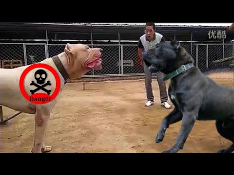 , title : 'كلب الباريسا كناريو،سلالة أكلي لحوم البشر، ضد ، كلب دوجو أرجنتينو،اخطر و اشرس كلب في العالم😱'