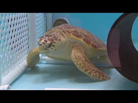 Turtle Back Zoo Docents