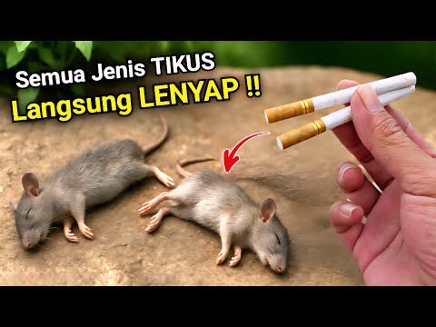 Use tobacco, Hundreds of rats disappear in an instant