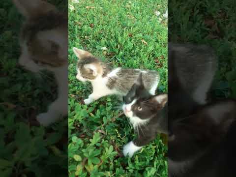 male mace #fannyvideo #catlover #kitten