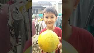 Download lagu Panen Melon kloter ke - 2 😍 mp3