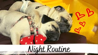 （お洒落ではないよ）タイで過ごすパグのナイトルーティン[PUG LIFE/パグ]日常編⑽